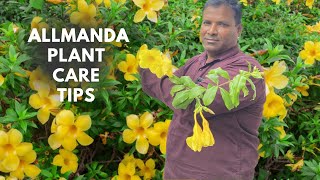 Allamanda plant care tipsdrwaf allamandaFlowering secret and summer flowering plant [upl. by Chally]