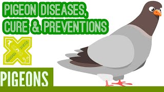 Pigeon Diseases Cure amp Preventions [upl. by Aisset646]