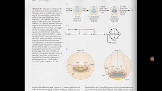 Development of vertebrate eye  reciprocal induction [upl. by Anileve874]