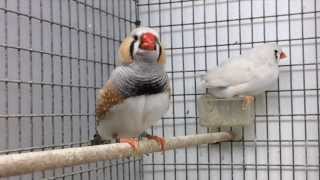 Zebra Finch Song in Slow Motion [upl. by Platas561]