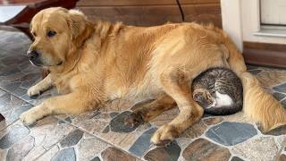 Foster Kitten Cant Sleep Without Her Golden Retriever Buddy [upl. by Kramal]