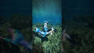 Peaceful mermaids flips mermaidlife underwater mermaid viralvideos mermaids asmrsounds asmr [upl. by Amati]