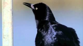 GREATTAILED GRACKLE CALLS [upl. by Skippy417]