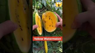 Yellow Watermelon 😱😱 Never Seen Before shorts fruit watermelon [upl. by Celeski738]