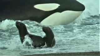 Deadly Killer Whale Moments  Top 5  BBC Earth [upl. by Llerrud311]