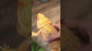 Yoinking animals in this random guys house crestedgecko reptiles [upl. by Yrffoeg]