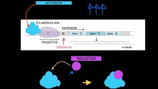 Operony i regulacja ekspresji genów u bakterii [upl. by Quackenbush]