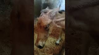 birth horse dressage foal pferd caballoyegua shortviralvideoshort animals equitacion [upl. by Zitella]