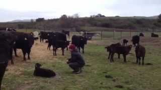 Vaminos Cows  Spanish speaking cows at Dey Dey farms in Lompoc California [upl. by Uohk]