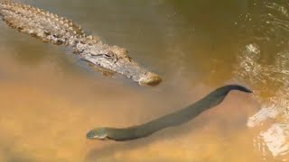 PEIXE ELÉTRICO MATA JACARÉ AO SER ATACADO COM UM CHOQUE MORTAL [upl. by Sakiv]