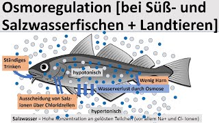 Osmoregulation bei Süß und Salzwasserfischen und Landtieren Biologie Oberstufe [upl. by Maiga]