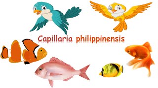 شرح Capillaria philippinensis [upl. by Carson]