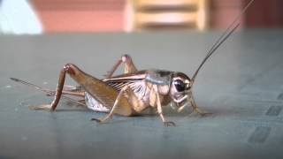 Huiskrekel  House cricket  Acheta domesticus in Thailand [upl. by Marquez153]