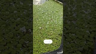 floating plants water spangles salvinia minima [upl. by Quinlan389]