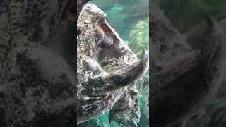 Macrochelys temminckii the Alligator snapping Turtle [upl. by Derfiniw]