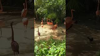 Los Flamencos bailando como los sapos… flamenco parati fyp foryou natural [upl. by Glori]