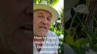 How to Grow the Hardy Arum Lily  Zantedeschia aethiopica [upl. by Dorothea]