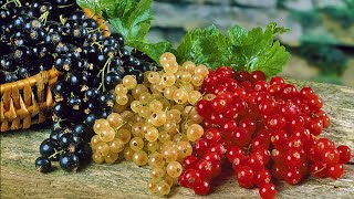 How to Plant Blackcurrants amp Currants Easy Fruit Growing Guide [upl. by Xer]