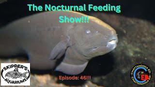 The Nocturnal Feeding Show EP 46 [upl. by Ojeibbob665]