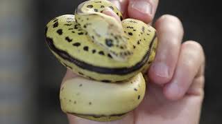 BATMAN ball python Clutch ID 9 of 2023 [upl. by Auhsuj]