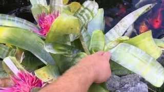 REBLOOMING BROMELIADS AECHMEA FASCIATA BROMELIAD UPDATE [upl. by Hairem]