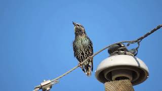 Common StarlingsSturnus Vulgaris [upl. by Par]