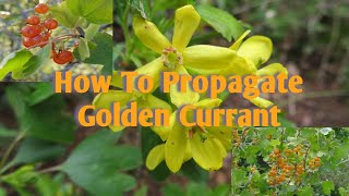 How to Propagate Golden Currant [upl. by Hgieloj]