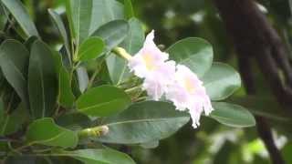 Tabebuia berteroi Hispaniolan Rosy Trumpet Tree [upl. by Eecyak]