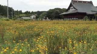 【吉ゾウくんのお寺 長福寿寺】紅花祭り（長南町） [upl. by Leuneb742]