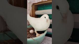 White tara pigeon breeding psallpets PratheekPShetty [upl. by Llennahc951]