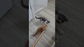 Foster kittens August vlog in Alberta kittens vlog cat foster fosterkittens rescue pet YEG [upl. by Aiceila]