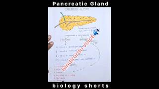 Pancreatic🔥 Gland👉quot endocrine and exocrine glandquot pancreatichormones pancreaticenzymes shorts [upl. by Anires]