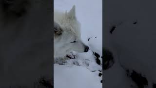 Happy Samoyed playing in the fresh snow dogshorts [upl. by Gabriele812]