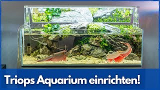 TRIOPS Aquarium einrichten ADA 60F Aquascape [upl. by Tabber]