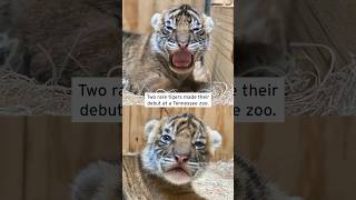 Rare Sumatran Tiger Cubs Born at the Memphis Zoo shorts [upl. by Hourihan]