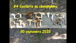 6 Cueillette de champignons dont russules charbonnières 30 septembre 2020 [upl. by Ititrefen312]