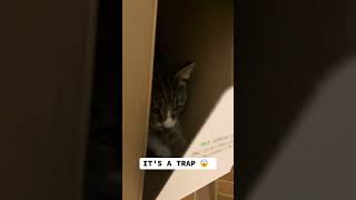 Do not interrupt Ezi while he is working cat cute funny catsofyoutube [upl. by Assedo]