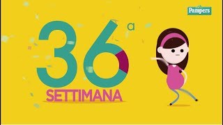 36° settimana di gravidanza [upl. by Nogam]