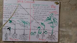 Types of germination  10th biology new sindh text book  botany part very easy explanation [upl. by Dyane]