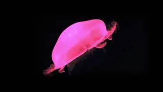 3D Hologram  Jelly Fish Butterfly and Bird [upl. by Gnurt]