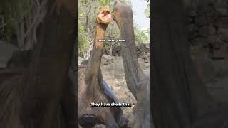 Discover the Incredible World of the Galapagos Tortoise shorts animals viralshorts tortoise [upl. by Godred]