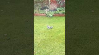 LOVE MY GARDEN 🐿️ 05122024 squirrel lovesquirrels squirrels [upl. by Dnomad]