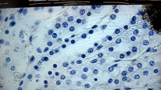 AampP1 Lab3 Simple Cuboidal Epithelium [upl. by Mallissa]