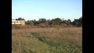 Falconry  Lure Flying American Kestrel [upl. by Enimzzaj529]