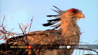 Africas most unusual bird of prey [upl. by Brock51]