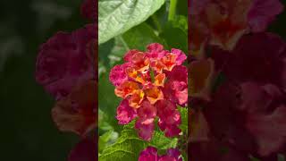 Lovely Lantanas trending blooming viral nature garden flowers plants shorts [upl. by Florenza259]