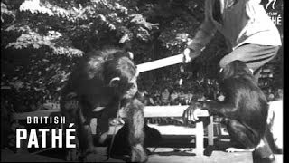 Chimps Tea Party At London Zoo 1964 [upl. by Chui854]