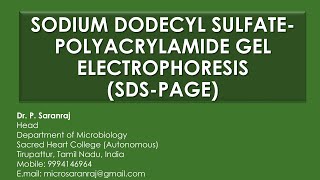 Sodium Dodecyl Sulfate  Polyacrylamide Gel Electrophoresis SDSPAGE [upl. by Hopkins827]