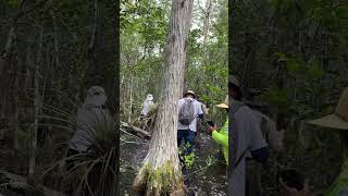 Cypress swamps hikingadventures [upl. by Vinnie]