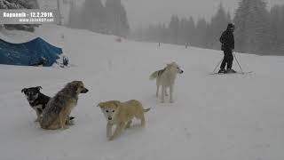 Kopaonik  1222019 godine [upl. by Shult]